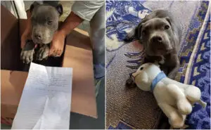 ФОТО | Храбар чин на 12-годишно момче – го оставил кучето во прифатилиште за да го заштити од насилниот татко