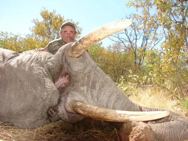 Американски милионер и ловец на крупен дивеч бил згмечен од крдо слонови 