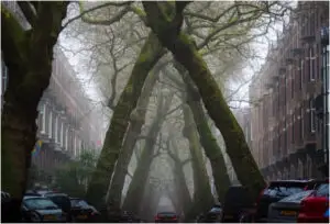 ФОТО | Филмска улица во Амстердам е совршен природен тунел од дрвја