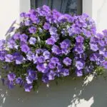 Водич за одгледување и нега на кралиците на летното цвеќе – петуниите