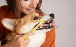 Кучињата ретко имаат кариес, но може да дојде до вадење заб – ова се првите симптоми што не смеете да ги игнорирате