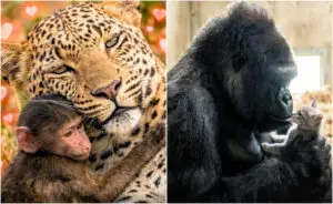 ФОТО | Љубовта не познава граници — чудесните примери на „посвојување“ меѓу различните животински видови