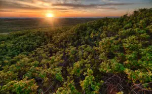 Африканските шуми повеќе не ја спасуваат планетата, тие станаа „машини“ за емисија на јаглерод