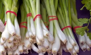 Младиот кромид е спас за 4 видови болести: Стар народен лек што треба да го знаете