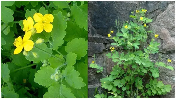 Лековитата моќ на руса трева: природен лек што со векови се користи, но не е за секого