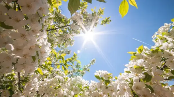 Сончево со локална обланост