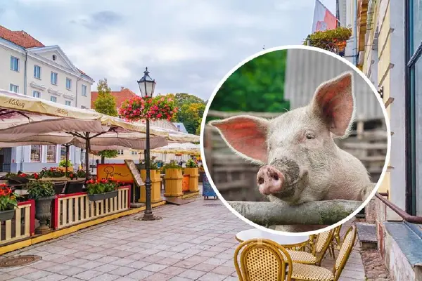 (Видео) Необично натпреварување во Естонија: учесници имитираа квичење на свињи