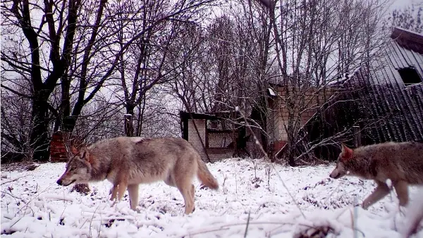 (Видео) Волците од Чернобил стануваат отпорни на радијација