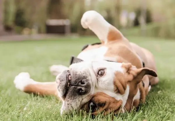 Што ви порачува кучето кога се тркала на грб?