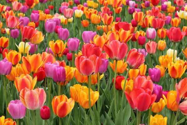 Имате само листови, а не и цвет? Еве зошто лалињата не ви успеваат