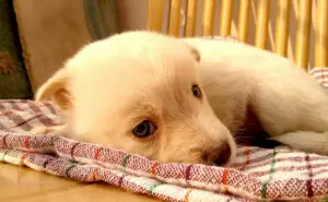 Вдомивте кутре кое постојано ве гризе? Препознајте дали е обична игра или нешто што навестува проблем