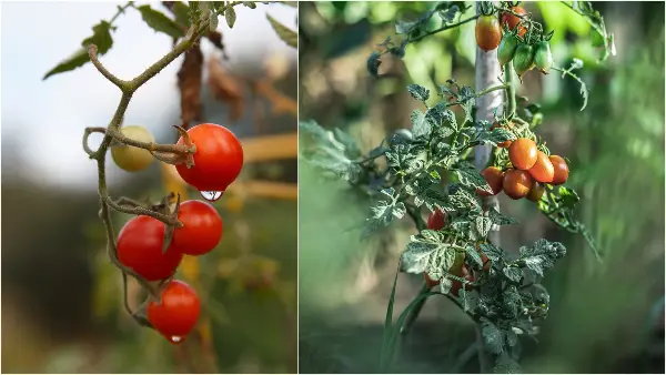 Еве како правилно да се грижите за чери доматите: Сонцето го одредува вкусот, а на овој начин ќе ги имате најсочните плодови