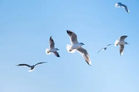 Научно истражување: Птиците имаат способност да го видат магнетното поле