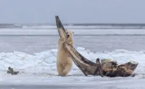 Сакате да видите поларни мечки одблизу? Мало село на Алјаска повторно ги отвора вратите за туристи