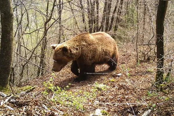 МЕД ќе спроведува нов амбициозен европски проект за зачувување на кафеавата мечка во Динаро-Пиндскиот Регион