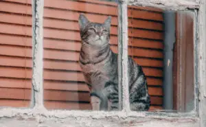 Зошто мачката гребе по стакло или екран? Причината е поедноставна отколку што мислите