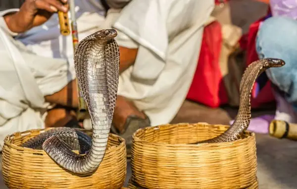 Ужас во Хургада: Турист бил каснат од кобра за време на шоу со змии- не преживел