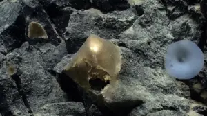 ВИДЕО | По две години научниците ja решија мистеријата за „златното јајце“ пронајдено на дното на океанот