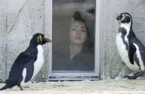 Вработен во зоолошка градина во Јапонија го фрлил телото на сопругата во печка за животни