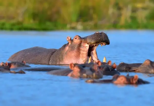 Индиски милијардер сака да згрижи 80 нилски коњи од Ескобар што Колумбија планира да ги убие