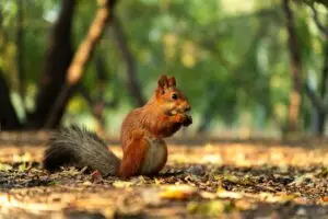 Верверици – совршени „градинари“ кои со векови, по грешка, ја обновуваат природата