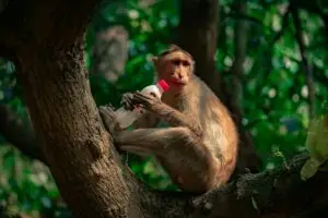 Невидлива криза на плодноста – хемикалиите и климатските промени се тивка закана за живиот свет и неговото размножување