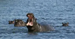 Индиски милијардер нуди спас за 80 нилски коњи на Пабло Ескобар, кои Колумбија планира да ги убие