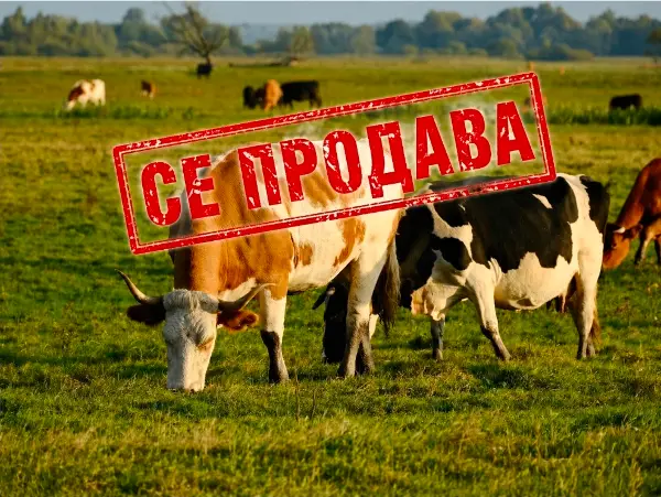Познатите говеда од Кривопаланечко одат на лицитација, 21 грло угинало по заловувањето
