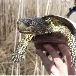 Влажните живеалишта на влекачите и водоземците во Преспа ранливи на исушување