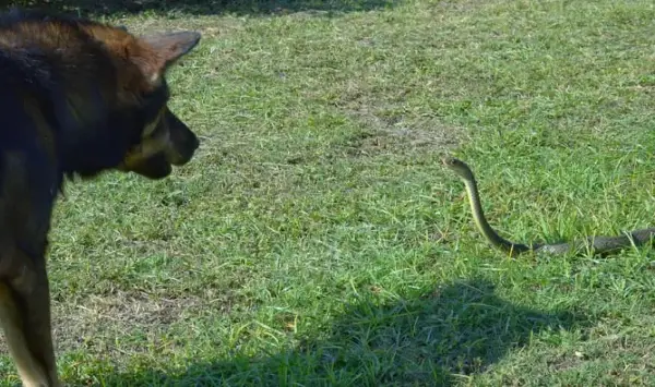 Храбро куче го жртвува својот живот за да спаси 30 деца од отровна змија- го погребаа со сите почести (ВИДЕО)