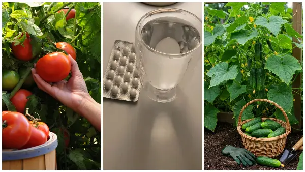 Евтина таблета од аптека која прави чуда во градината: Закопајте ја кај домати и краставици