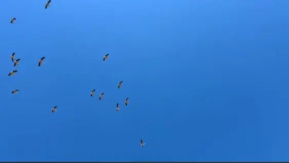 Јато штркови над Дојран 