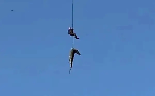 (Видео) Човек изеден од крокодил, полицаец спуштен во река полна со крокодили за да ги извлече остатоците