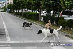 Во Гостивар повредена девојка која паднала бегајќи од кучиња скитници