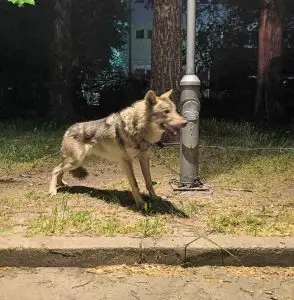 АХВ ќе утврдува дали заловеното животно е волк или куче