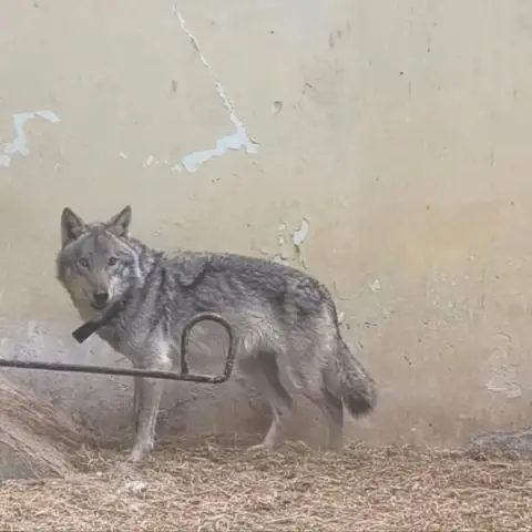 И од АХВ потврдуваат дека заловеното животно е волк
