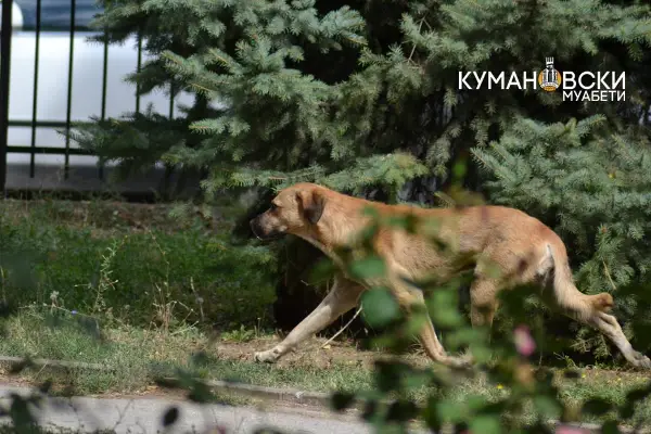 Општина Куманово објави оглас за заловување кучиња скитници