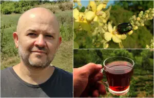 Интервју со Влатко Деков по повод Меѓународниот ден на чајот: „На нашите планини растат неверојатно моќни и лековити билки“