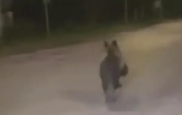 МЕЧКА СНИМЕНА КАКО ТРЧА ВО БЛИЗИНА НА ГРАДСКИОТ ПАРК ВО БИТОЛА