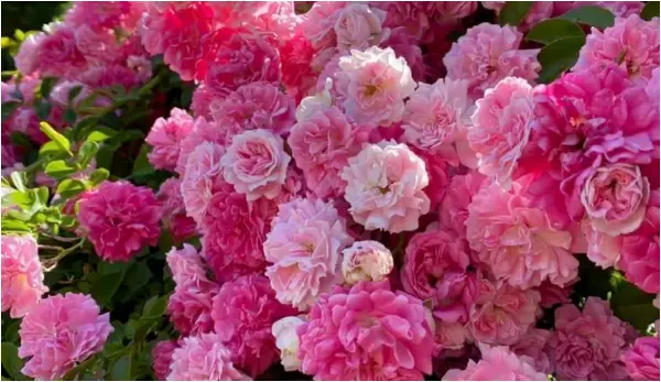 Самовилските рози цветаат како луди со овој трик: Вака ќе имате пупки цела сезона