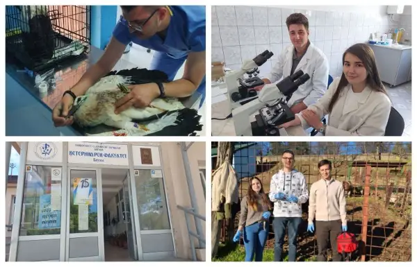 Лекување штрк погоден од струја, интелигенција на кучињата, паразити во ЗОО, повреди кај расни коњи – научни трудови од студентите по ветерина меѓу најдобрите на Меѓународната конференција на УКЛО