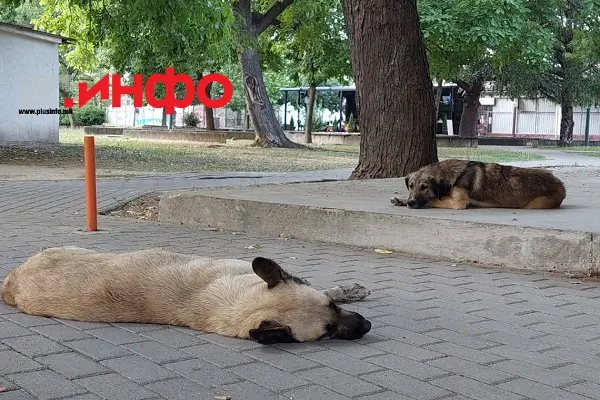 ТУРЦИЈА ЗГРИЖИЛА ПОВЕЌЕ ОД 80% ОД УЛИЧНИТЕ КУЧИЊА Во земјата има околу 8 милиони кучиња-скитници
