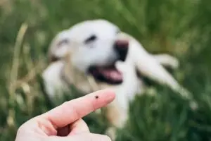 Малкумина знаат за овој трик со мобилен телефон што помага да се пронајдат крлежи