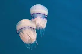 Предупредување за капачите во Јадранското Море: Морето е преплавено со опасни медузи