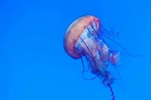 Предупредување за капачите на Јадранот  —  морето преполно со опасни медузи
