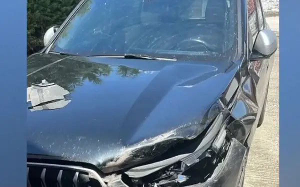 Мечка истрча на автопат во Грција, автомобил директно удри во неа
