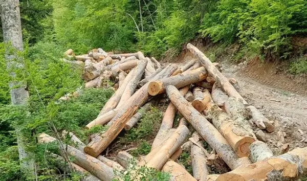 ДА СЕ ЗАБРАНИ ПРОДАЖБА НА ВЛАЖНО ОГРЕВНО ДРВО, БАРА БИТОЛСКОТО ДРУШТВО „ГЕОСФЕРА“