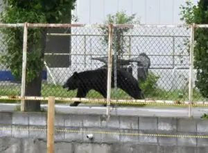 ВИДЕО | Кој ќе победи, Јапонија или оваа неверојатно паметна и агресивна мечка?