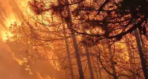 Изгаснат пожарот во штипско, го подметнале две лица