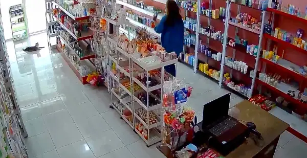 (ВИДЕО) СИЛЕН ЗЕМЈОТРЕС ја погоди Индонезија, има жртви и повредени